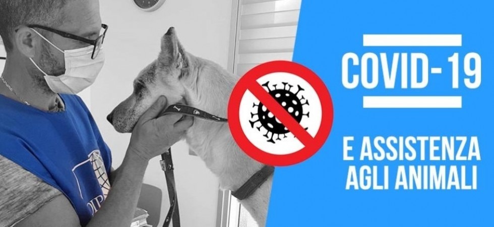 Oipa, le linee guida per prendersi cura dei propri animali in questa nuova fase